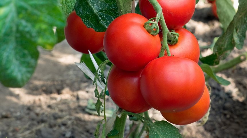 avantages des tomates à faible croissance