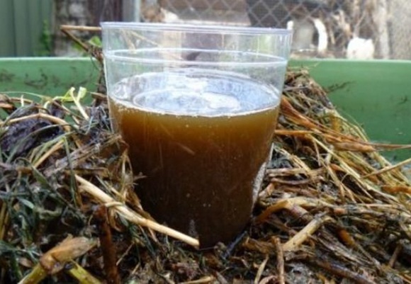 infusion of mullein for cabbage