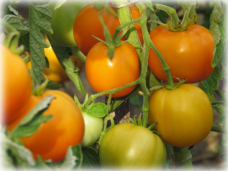 tangerine tomato in the open field