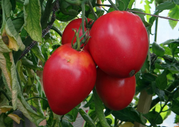 tomate tsifomandra en el jardín