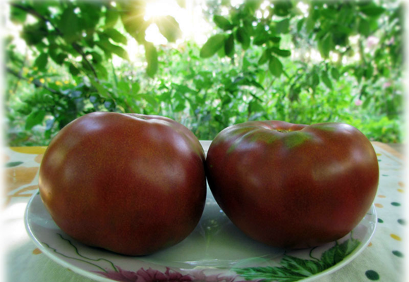 Tomate au chocolat de Tasmanie