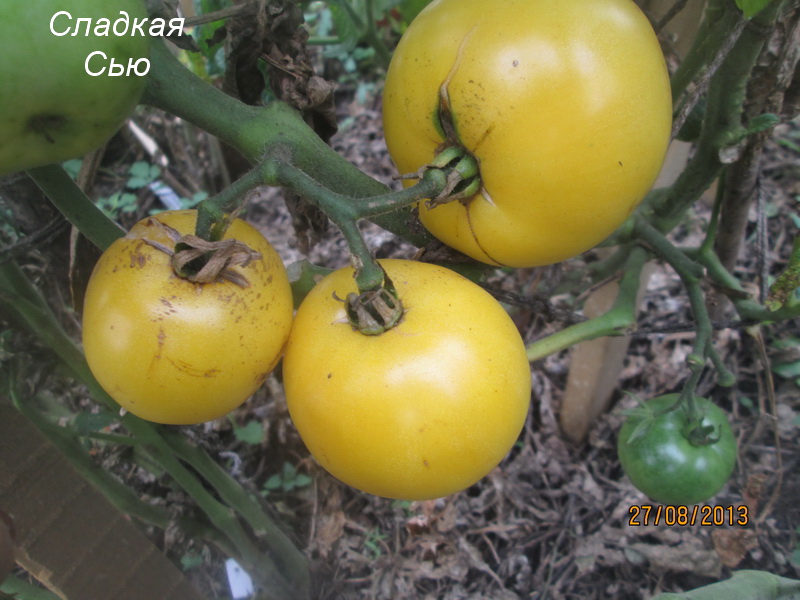 les buissons de tomates Dwarf Sweet Sue