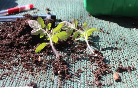 picking seedlings