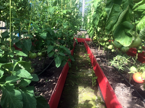 tall tomatoes in the greenhouse