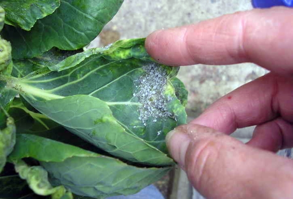 aphids on cabbage