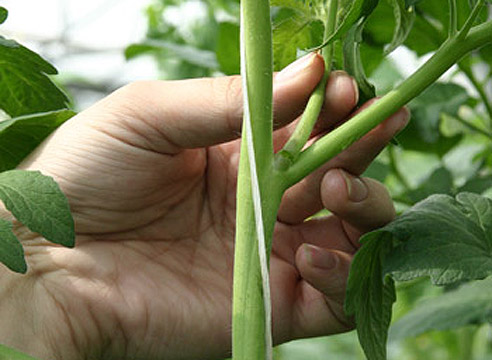 processus de pincement de tomate