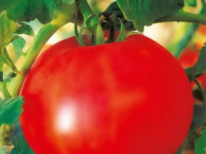 Caractéristiques et description de la variété de tomate Olya, son rendement