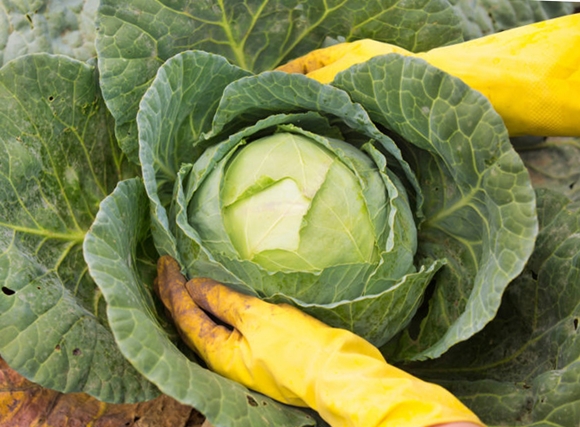 cabbage in hand