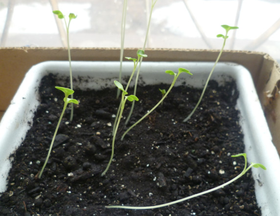 plants de chou sur le balcon