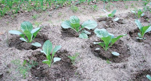 planting cabbage