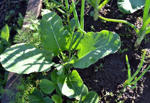 chou dans le jardin