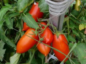 Characteristics and description of the Kaspar tomato variety, its yield