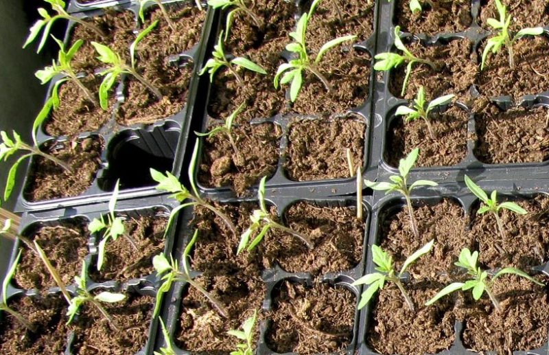 tomato seedlings