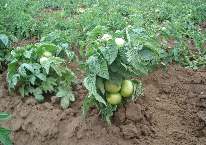 cuidado del tomate