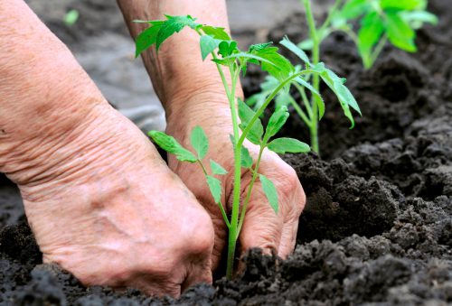 tomato seedlings