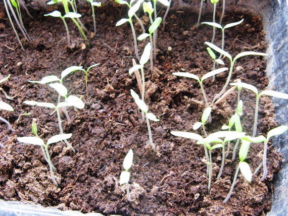 tomato seedlings lazy