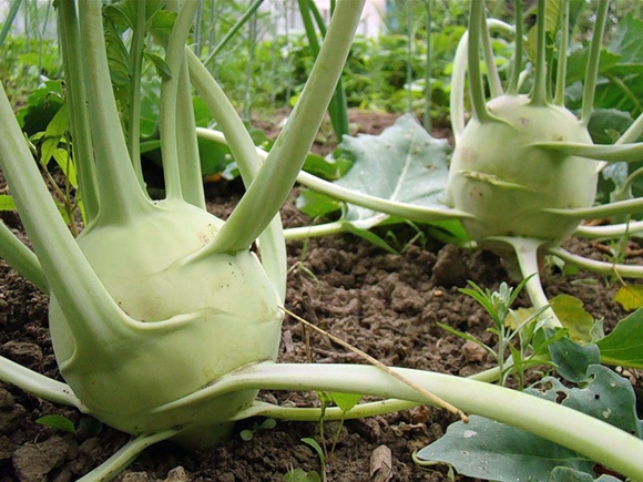 kohlrabi kupus u vrtu