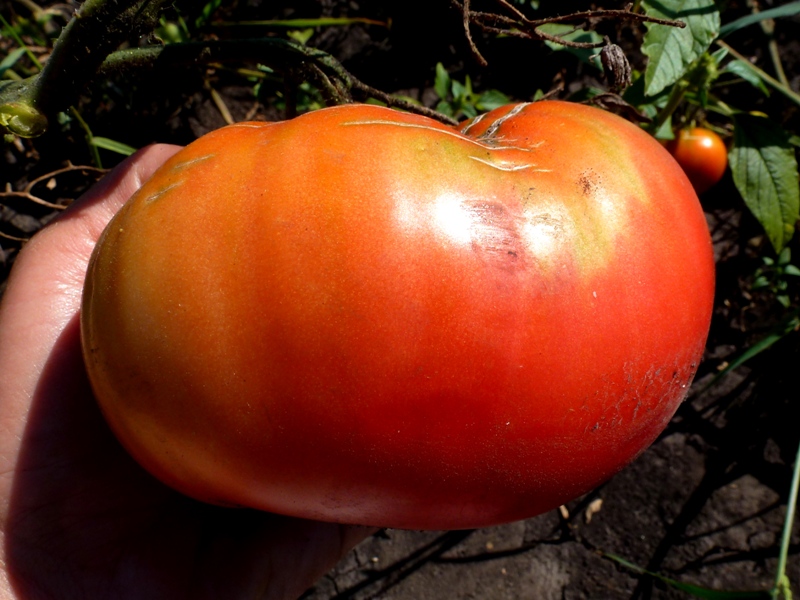 récolte de tomates