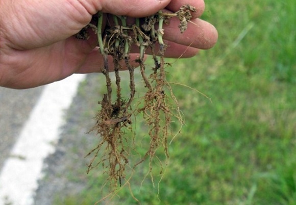 root rot on cucumbers