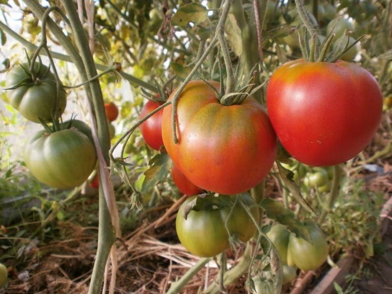 les buissons de tomates Cosmonaut Volkov