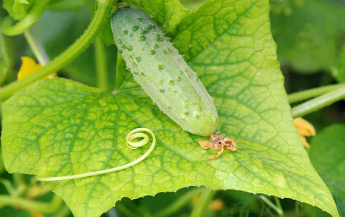 feuilles jaunes d'un concombre dans le jardin