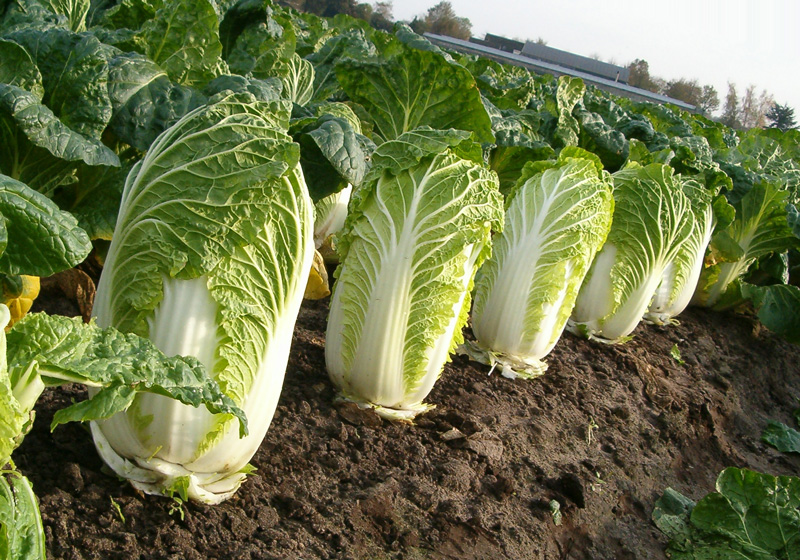 Repollo chino en el jardín