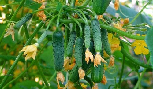 balcony cucumbers