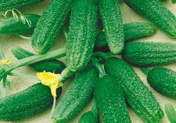 appearance of connie cucumbers