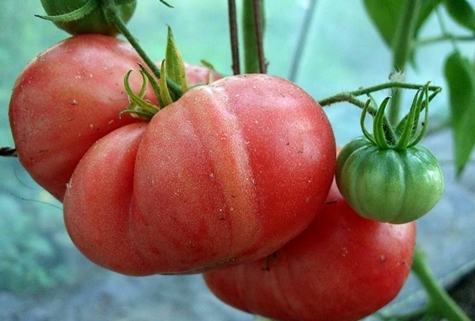 arbustes de tomates Framboise géante