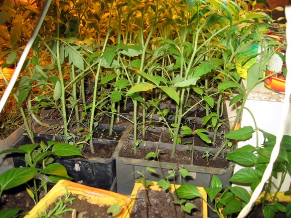 tomato seedlings stretched out in pots