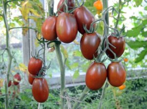 Ciri dan keterangan mengenai varieti, hasil dan penanaman tomato Moor Hitam