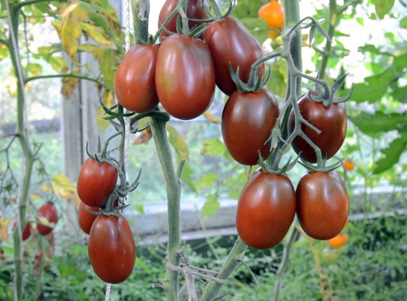 arbustos de tomate páramo negro