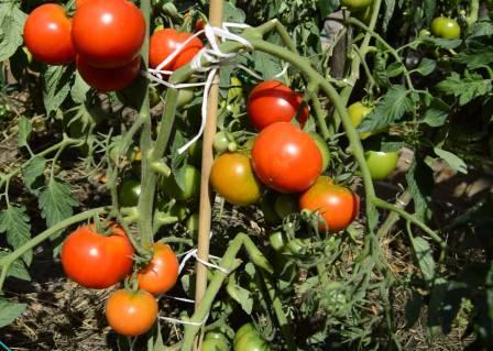 culture de la tomate