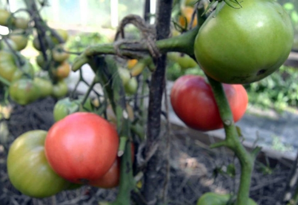 pencuci mulut strawberi tomato