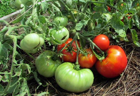 Mongolian dwarf tomato in the open field