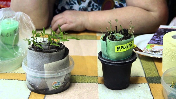 ejemplo de caracol para plántulas de tomate