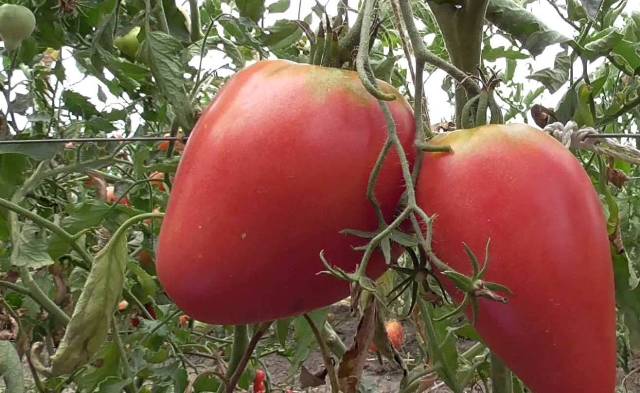 tomate en una rama