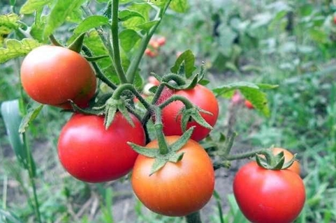 variétés de tomates Gardener's Dream