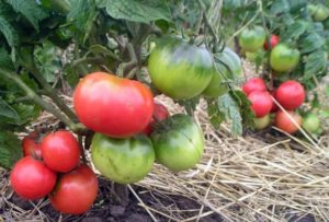 Características y descripción de la variedad de tomate enano mongol, su cultivo y rendimiento.