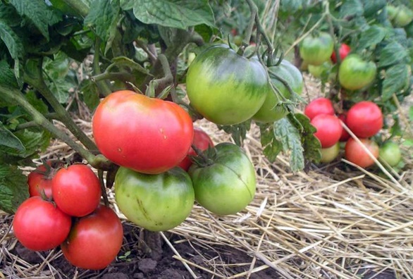 Tomate enano mongol en el jardín