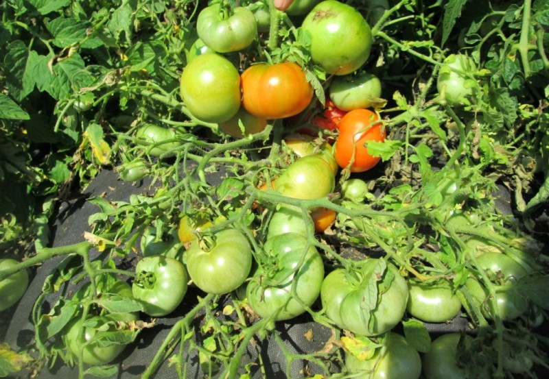 tomato bushes Mongolian dwarf