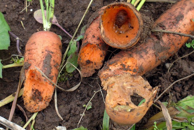 shellfish on carrots