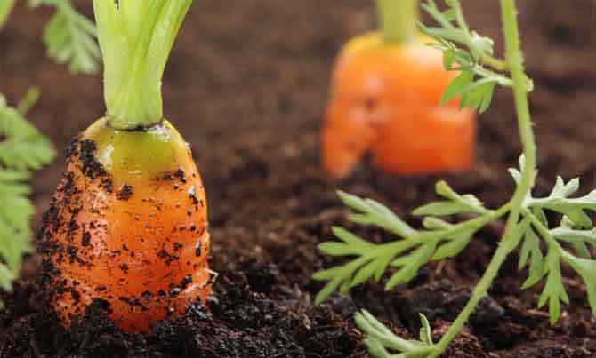 carottes dans le sol