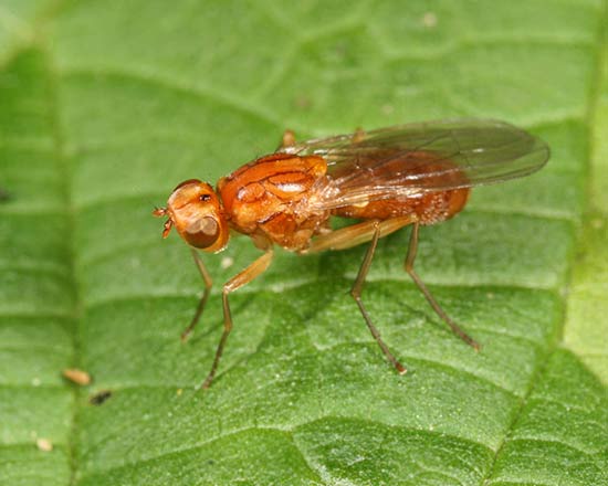 mouche de la carotte