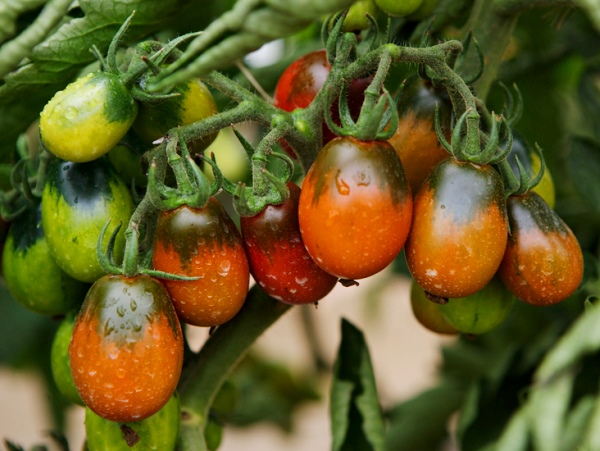 wet tomatoes black moor