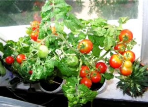 Caractéristiques et description de la variété de tomate Balcon miracle, son rendement