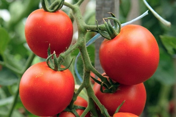 Tornado F1 tomato