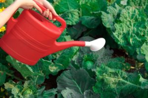 How often should cabbage be watered in the open field and with what water