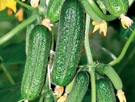 cucumber varieties