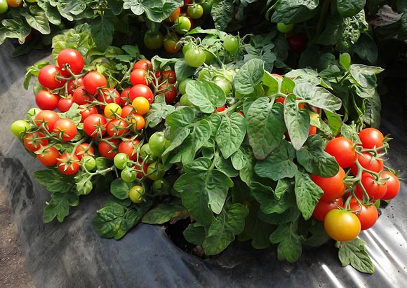 tomates trop petites